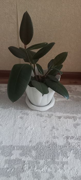 Продам комнатные цветы