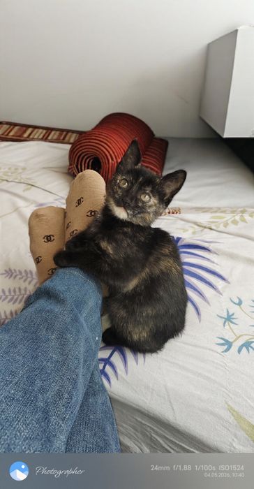 Отдам в добрые руки 2 мес. котёнка .