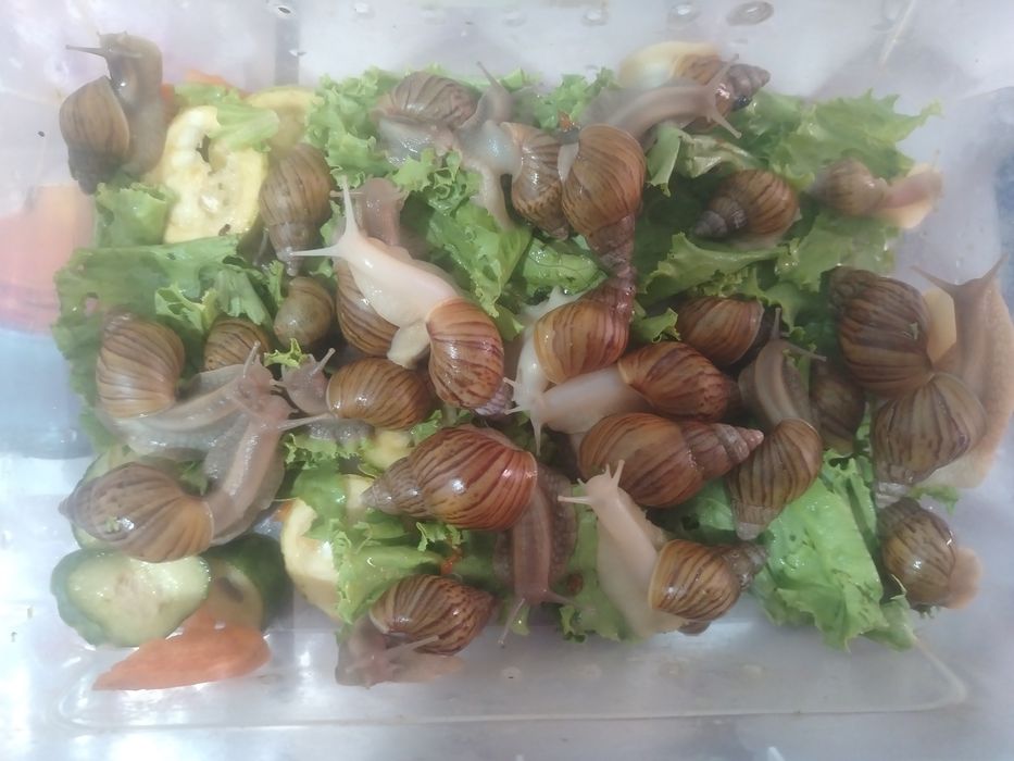 Любой Улитка ахатина 3000