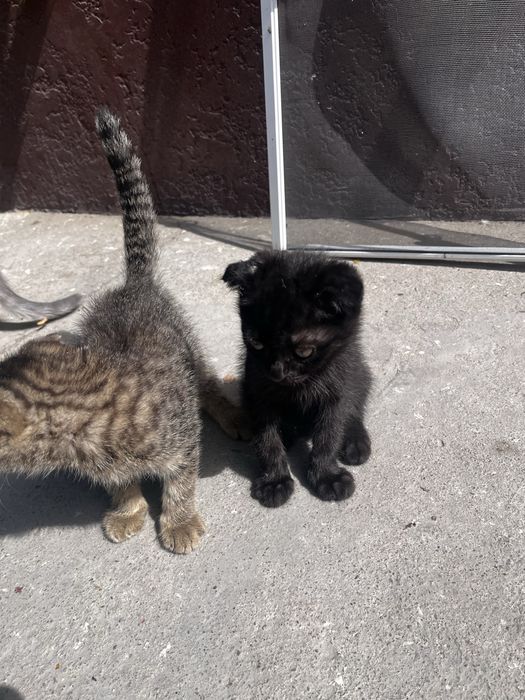 Котята вислоухие