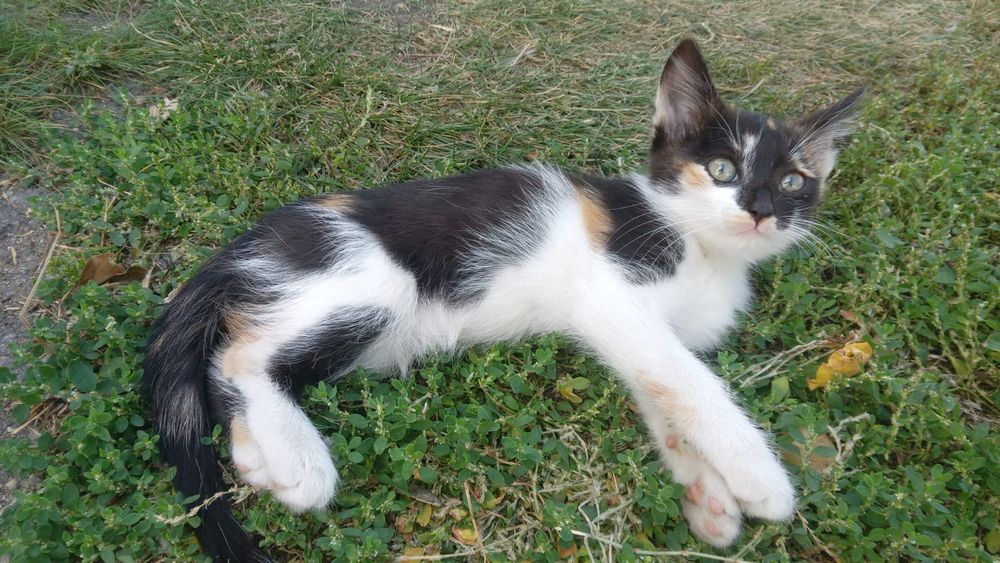Отдам котят,игровые,кушают все,
