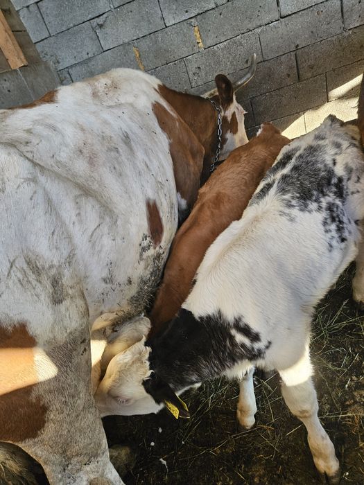 De vanzare o vaca cu doi vitei