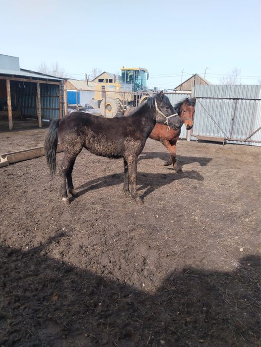 Семіз тай сатылады