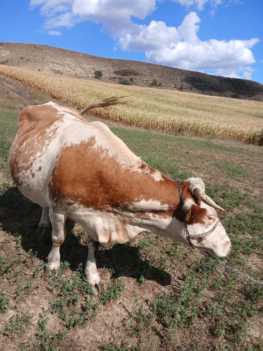 Vând vaca de 7 ani