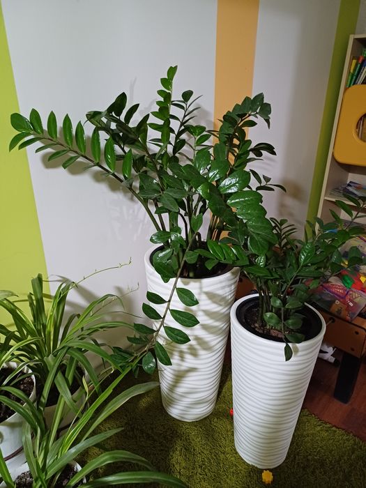 Алоэ вера фикус пестрый