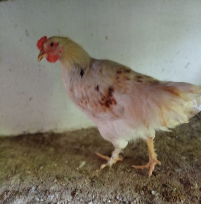 Продам домашних петушков