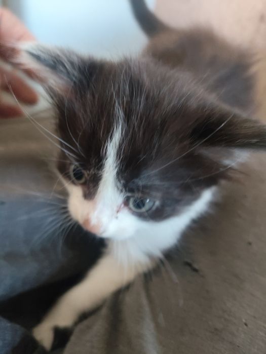 Дарим котят шустрых