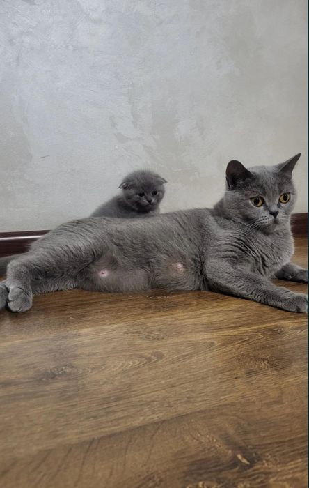 Шотланская вислаухая