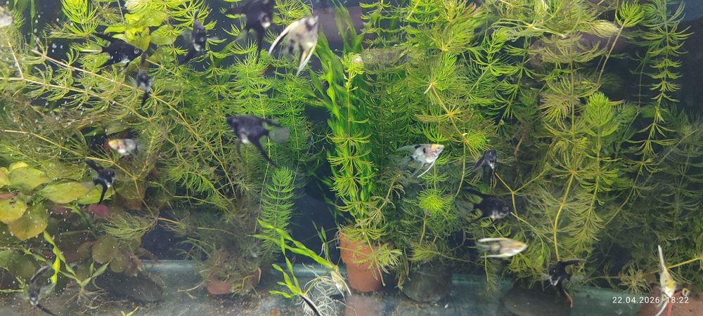 Скалярии ( мраморные, черные, вуалевые) .