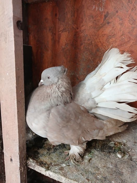 Porumbei de ornament