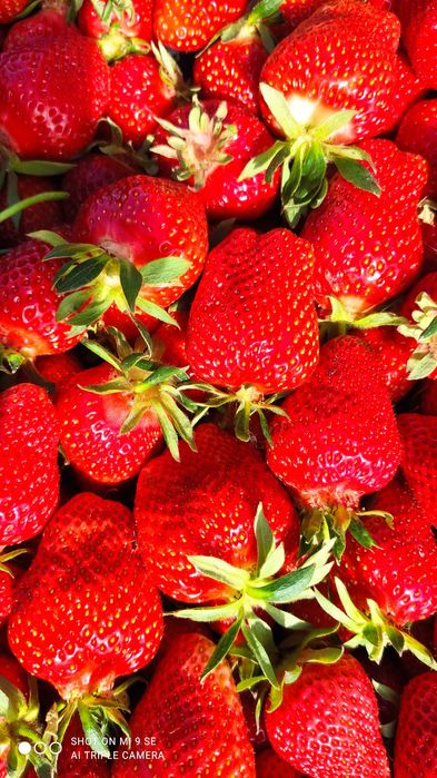 Целогодишни и сезонни ягоди + малини Люлин – пикиран разсад