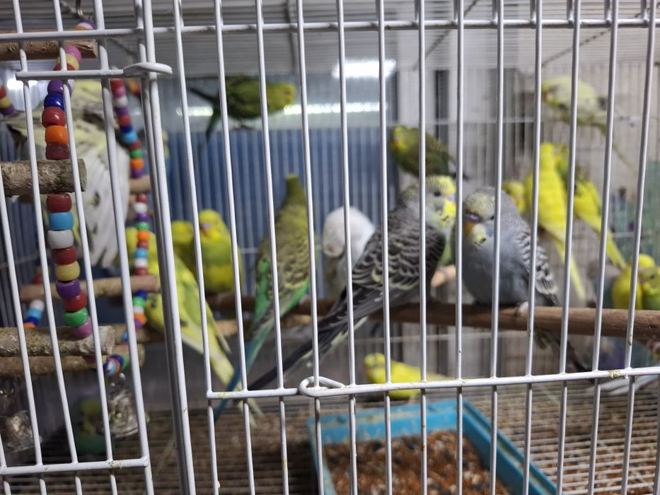 В продаже Птицы и грызуны