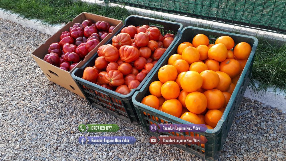 Rasaduri Legume : Rasad de rosii tomate ardei vinete castraveti varza