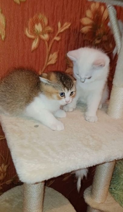 Сладкий как мёд Скоттиш Фолд мальчик золотистый биколор