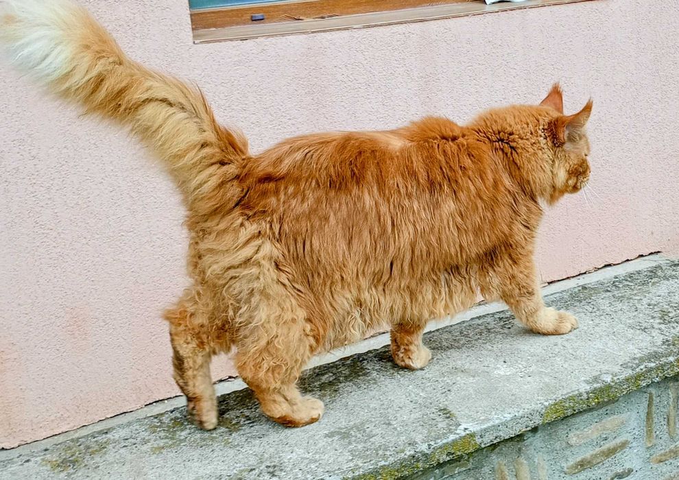 Donez Maine Coon în Suceava