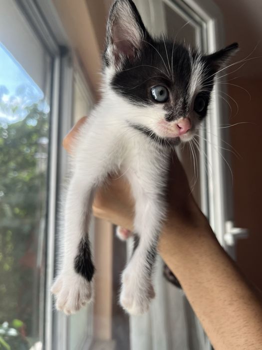СПЕШНО! Коте търси дом