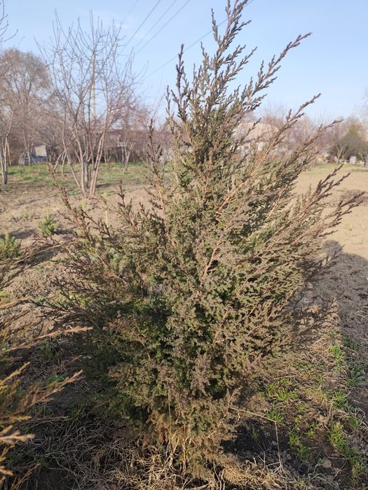 Туи,высота от 1 м до 1,6м