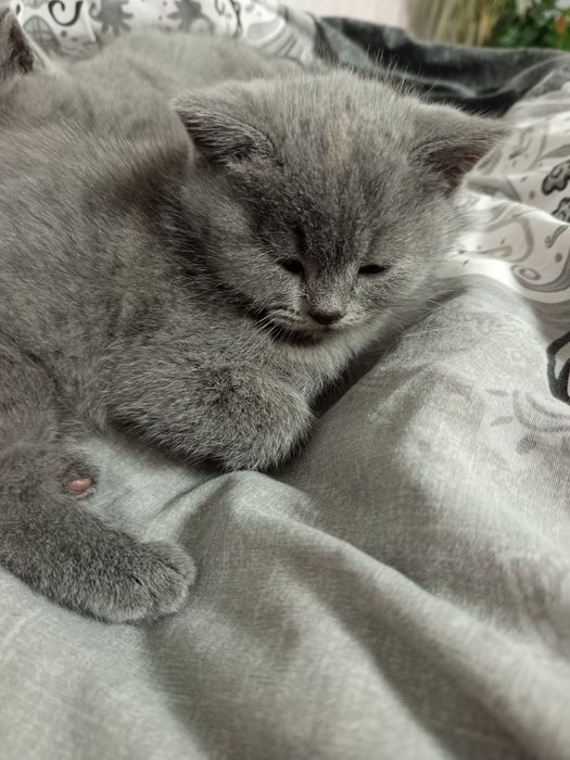 Късокосмести британчета