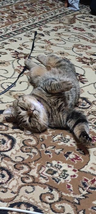 Вязка кота (британец)