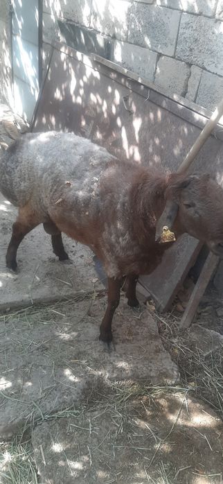 Семыз токты кошкар