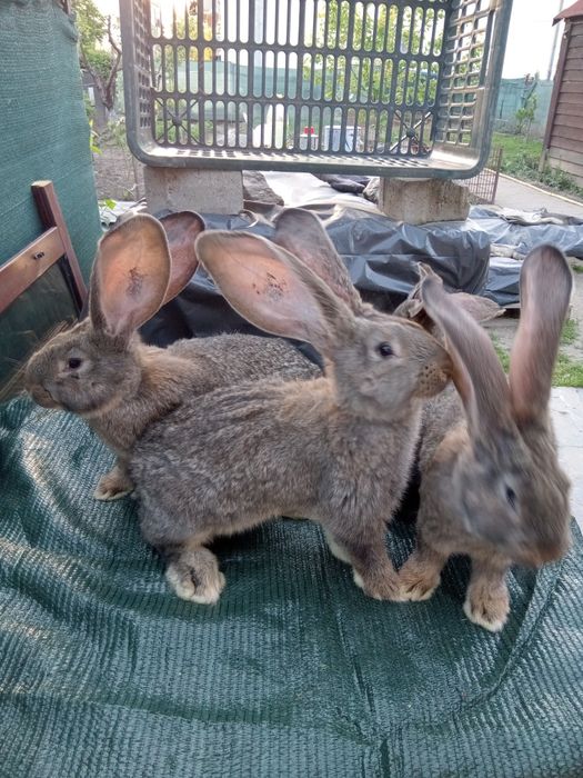 Iepuri uriaș gri german