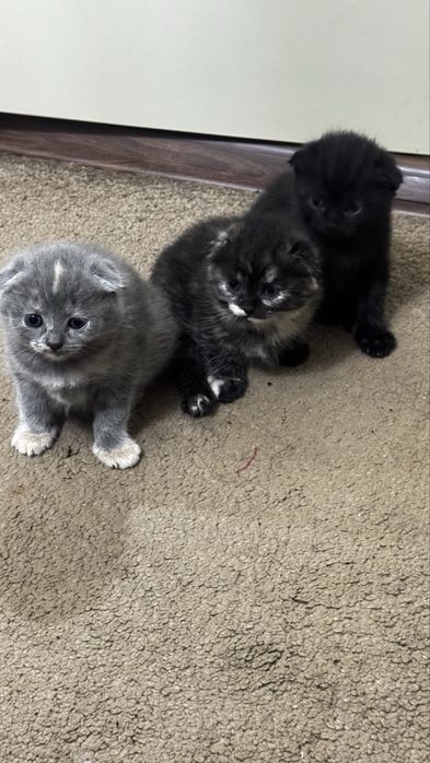 Продаються кошечки