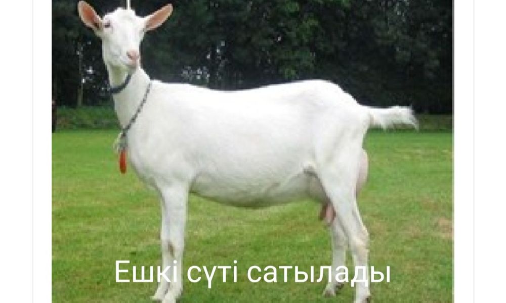 Үлкен жопы бар ескі орыс шлюханың суреттері