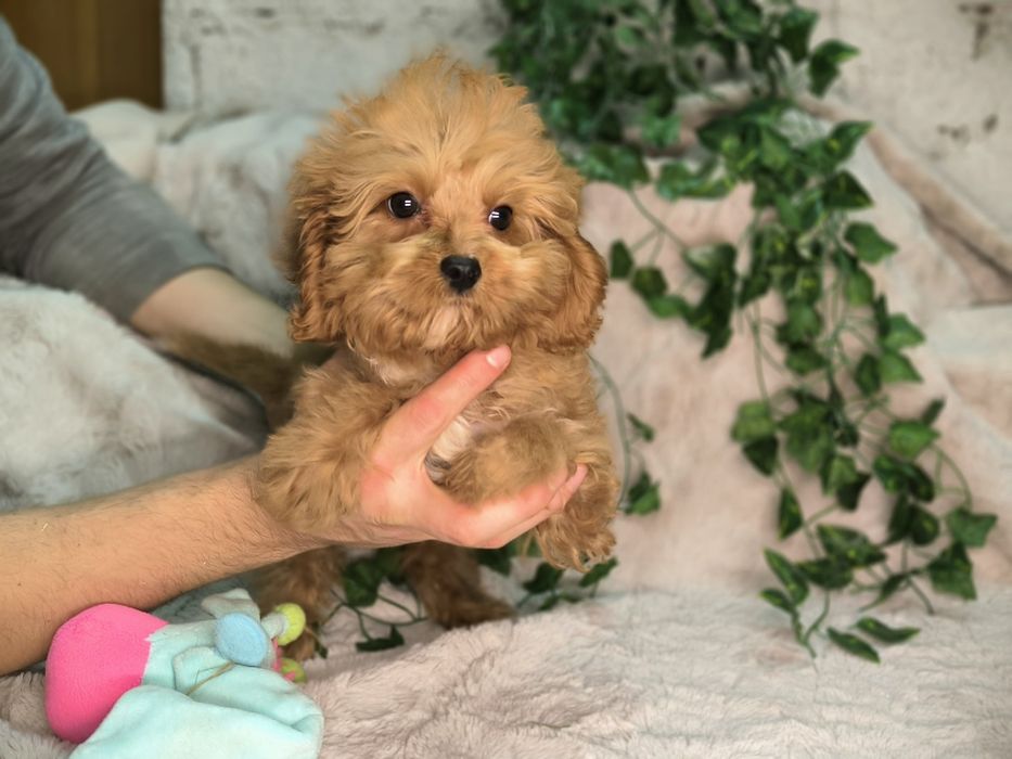 Vand baietel Cavapoo F1. Pasaport si microcip