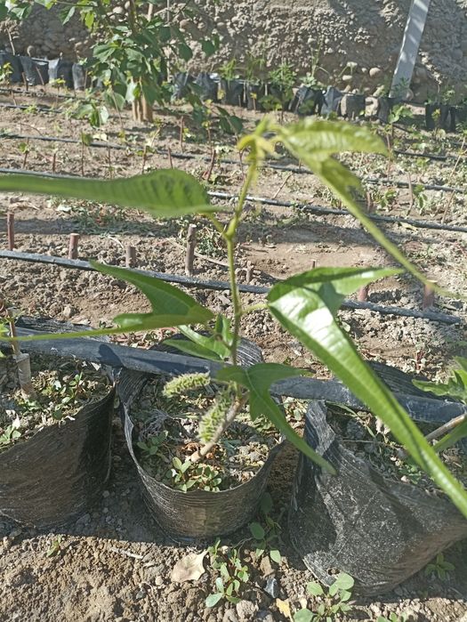 Noyob tut ko'chatlari — Gerardi Dwarf va Chicken Claw