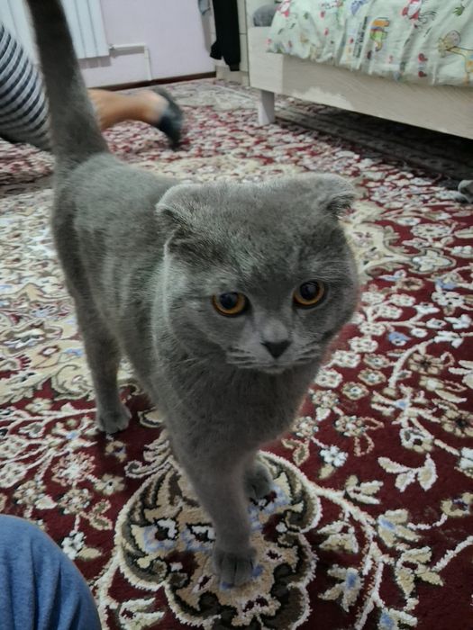 Aqqilli va muloyim mushuk