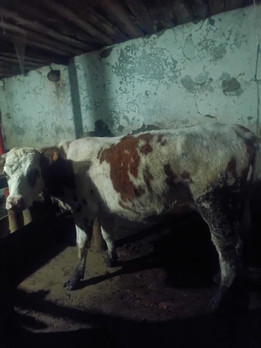 Продам телку породистую.                                     .