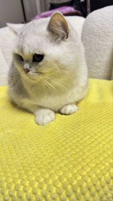 Чистокровные британская шиншила вокрас золота и серебро. ВЯЗКА