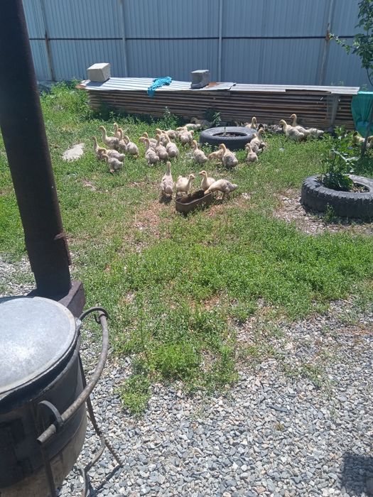 Гусята 3000тг, индоутка 2000тг