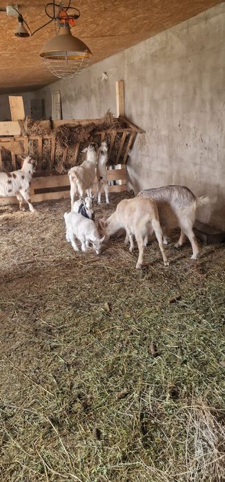 Vând 4 capre 1 țap castrat de un an, și 3 iezi de o luna.
