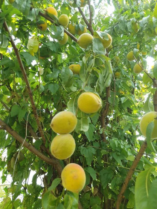 Продава се Къща в с. Пещерна, Област Ловеч - 210 кв.м за 207 €/кв.м - Снимка #17