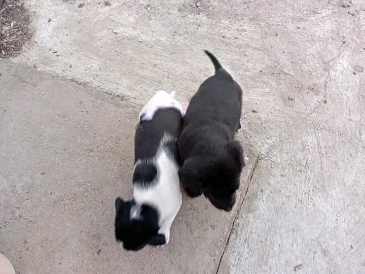 Подаряват се кученца майката е среден размер ловна порода