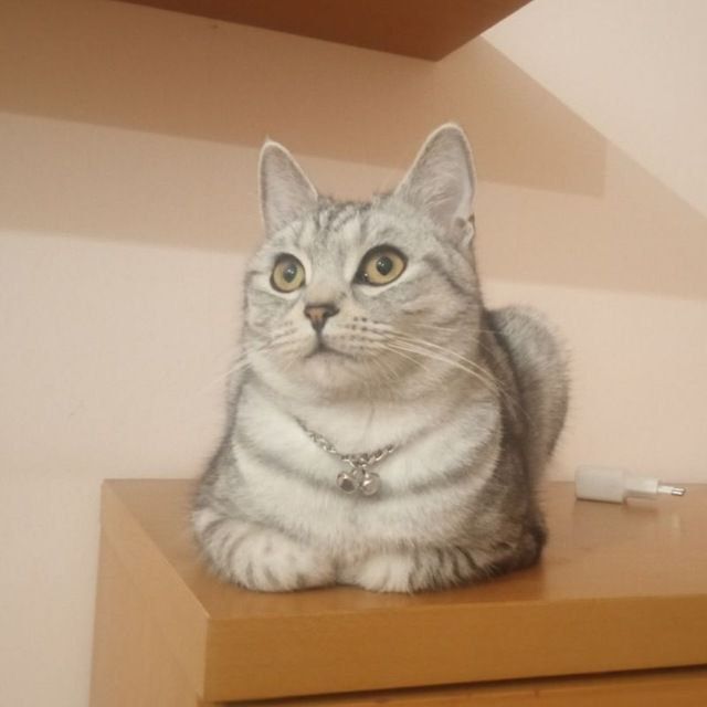 Мушук сотилади арзонрок бервораман