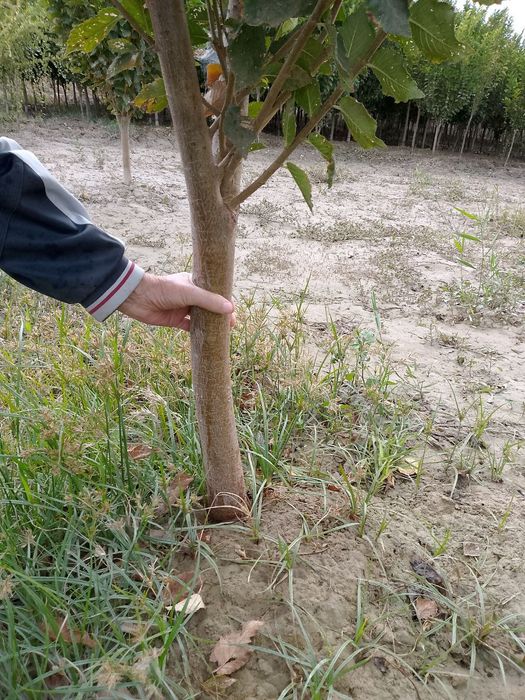 Chinni gujum SOTILADI