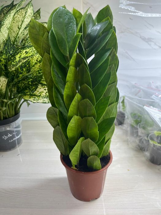 Комнатные растения