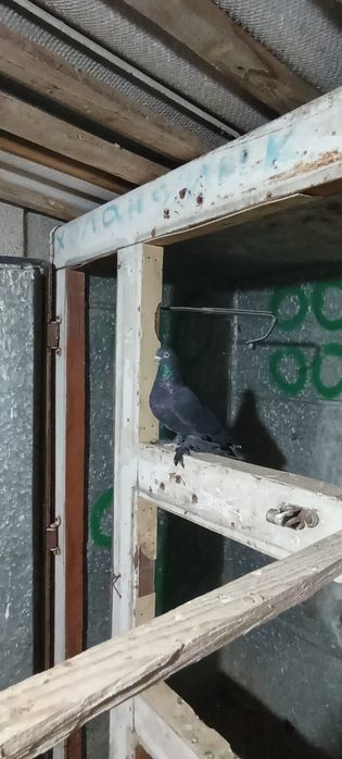 Кептер сатылады Шымкентте тур