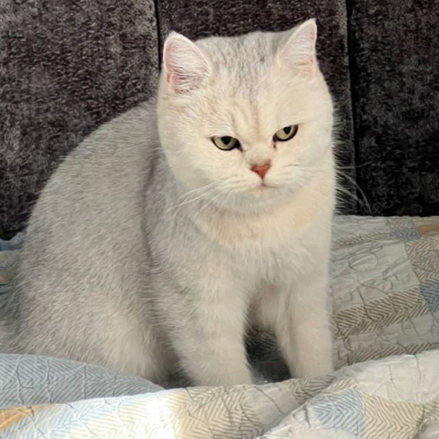 Zotdor Mushukcha , кошка