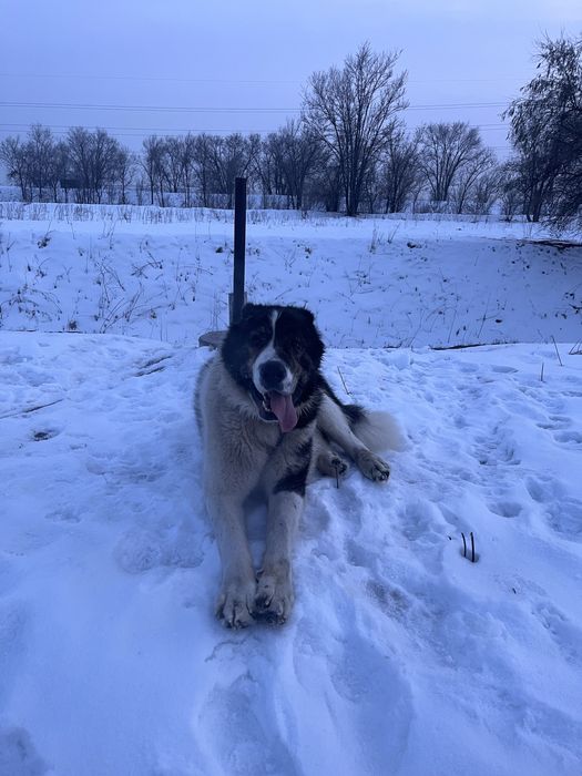 Молодой супер тяж линия есть