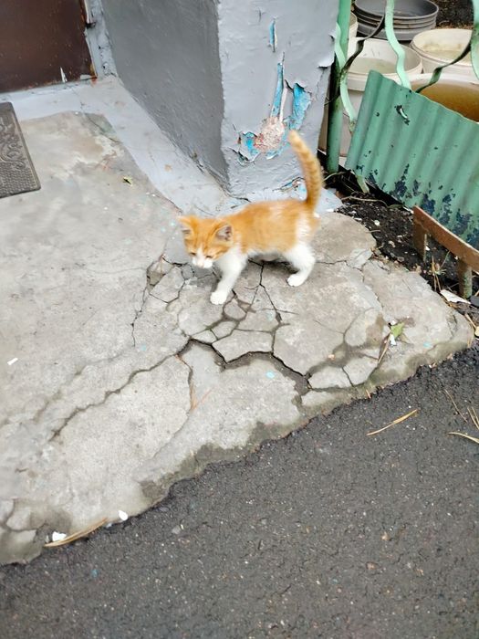 Отдам котят в добрые руки