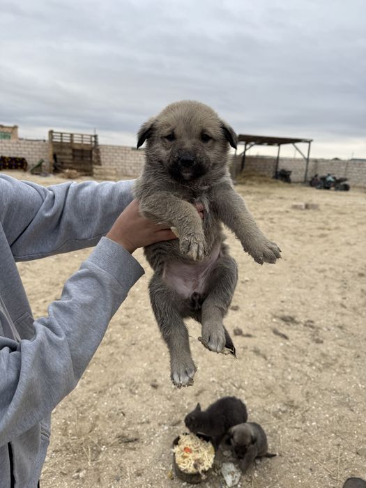 күшік бесплатно ұрғашы