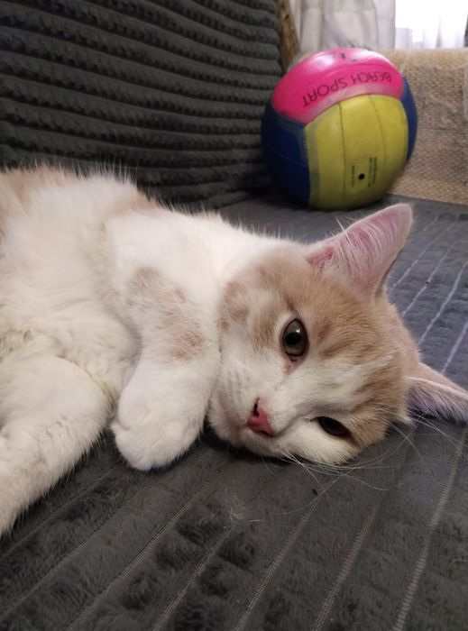 Отдам котенка в добрые руки