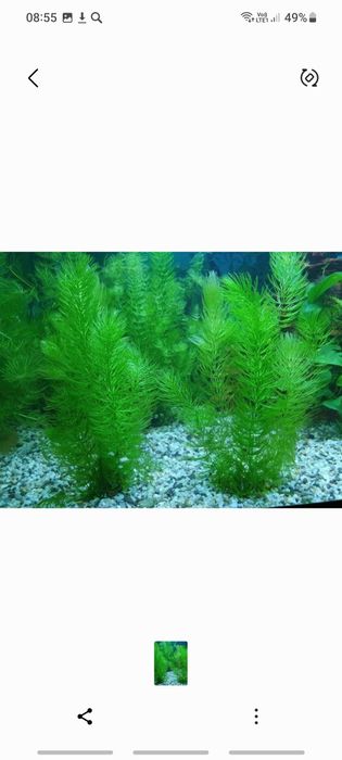 Растения живые..