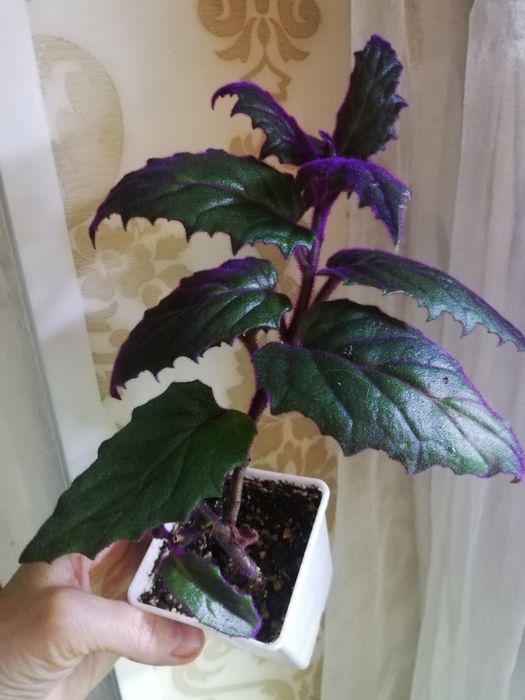 Комнатные растения