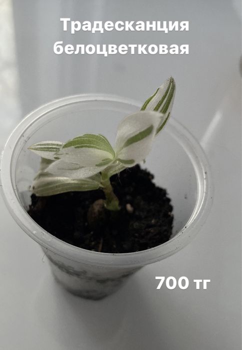 Традесканции