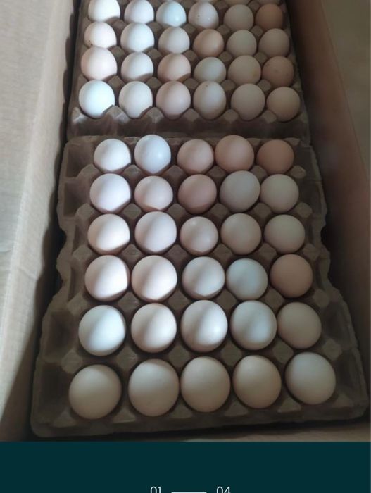 Яйцо инкубационный бройлера
