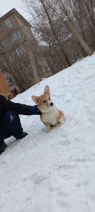 Вельш-корги пемброк